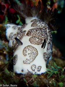 Jorunna funebri, taken with Canon G12 and UCL165 
 by Beate Seiler 